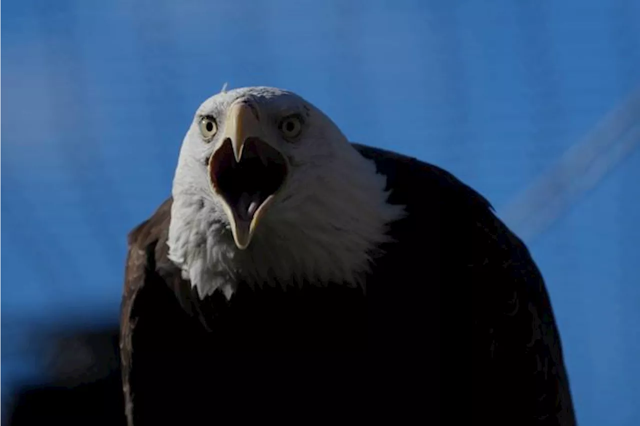 Bald Eagle Makes a Comeback: From Endangered to Thriving