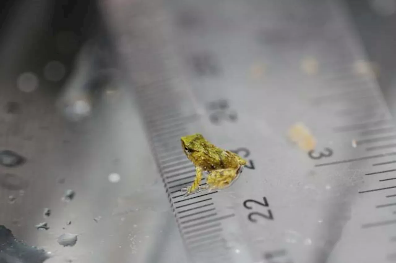 Scientists hope these tiny froglets can save their species