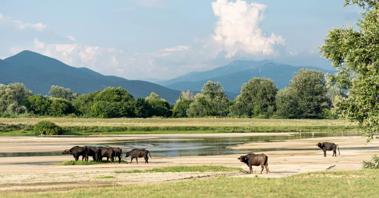 Chalkidike: Wasserbüffel, Flamingos – und dennoch Griechenland