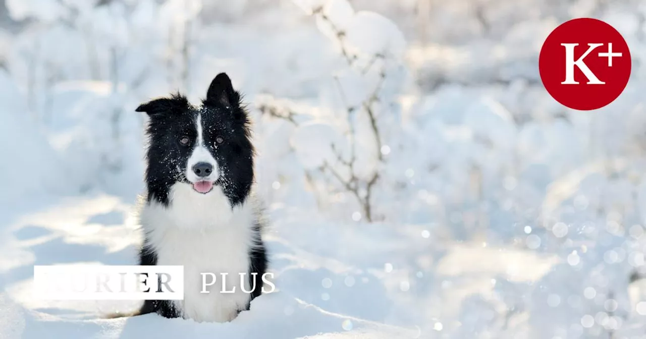 Tiercoach: So kommen Hunde gesund durch den Winter