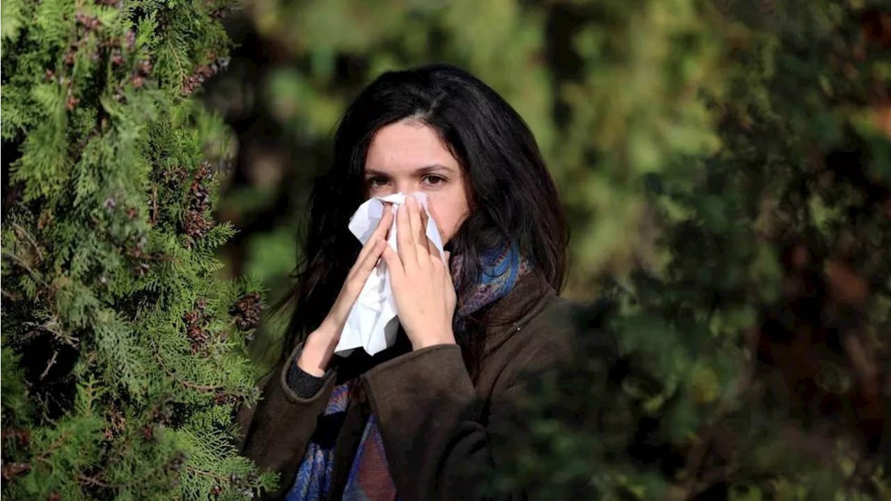 Retour des pollens : le risque d'allergie élevé dans le sud de la France