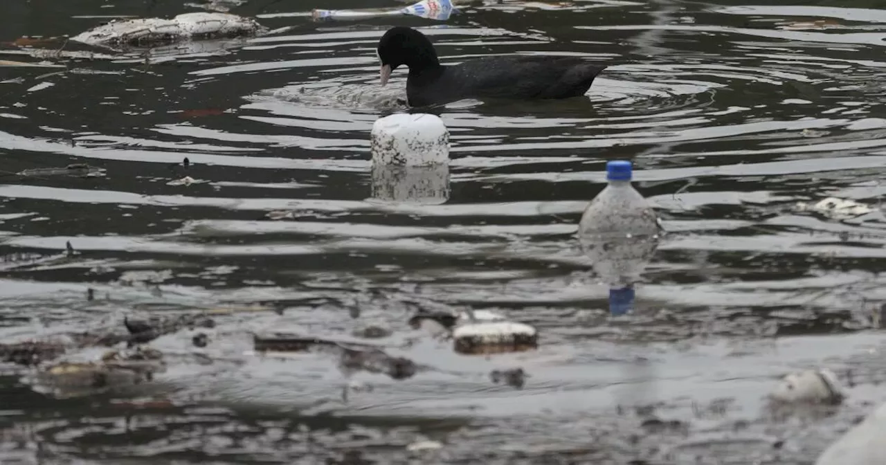 Microplastics Found in Human Brains Show Direct Correlation with Plastic Production