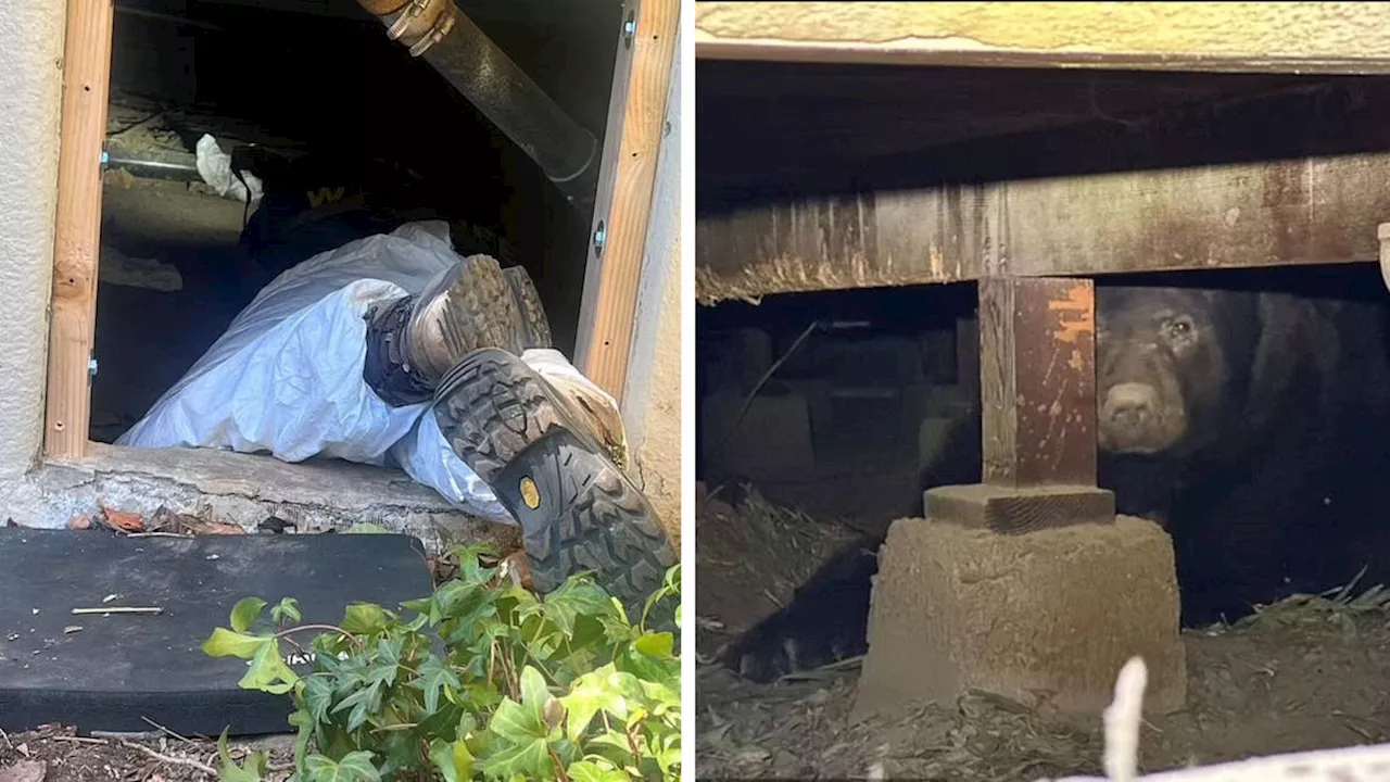 California Man Finds 525-Pound Bear Squatting Under His House After Wildfires