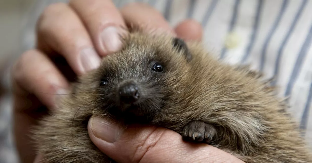 «Ce sont des animaux fragiles» : une initiative originale pour sauver les hérissons, espèce en déclin