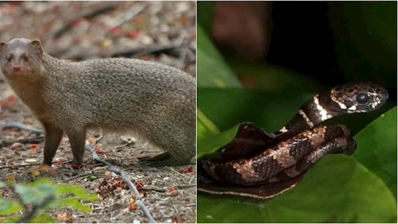 5 Hewan Ini Punya Selera Makan Unik di Alam, Ada Luwak Pemakan Ular Kobra