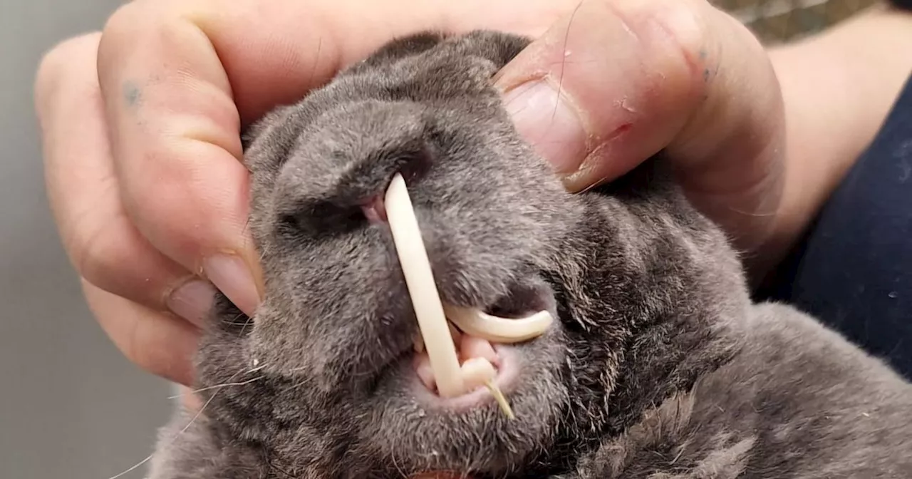 Miracle Rabbit Bobby Recovers After Overgrown Teeth Threatened His Life