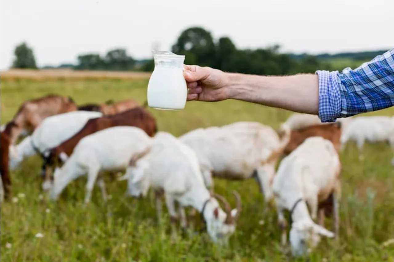 Susu Kambing: Alternatif Sehat dan Bergizi