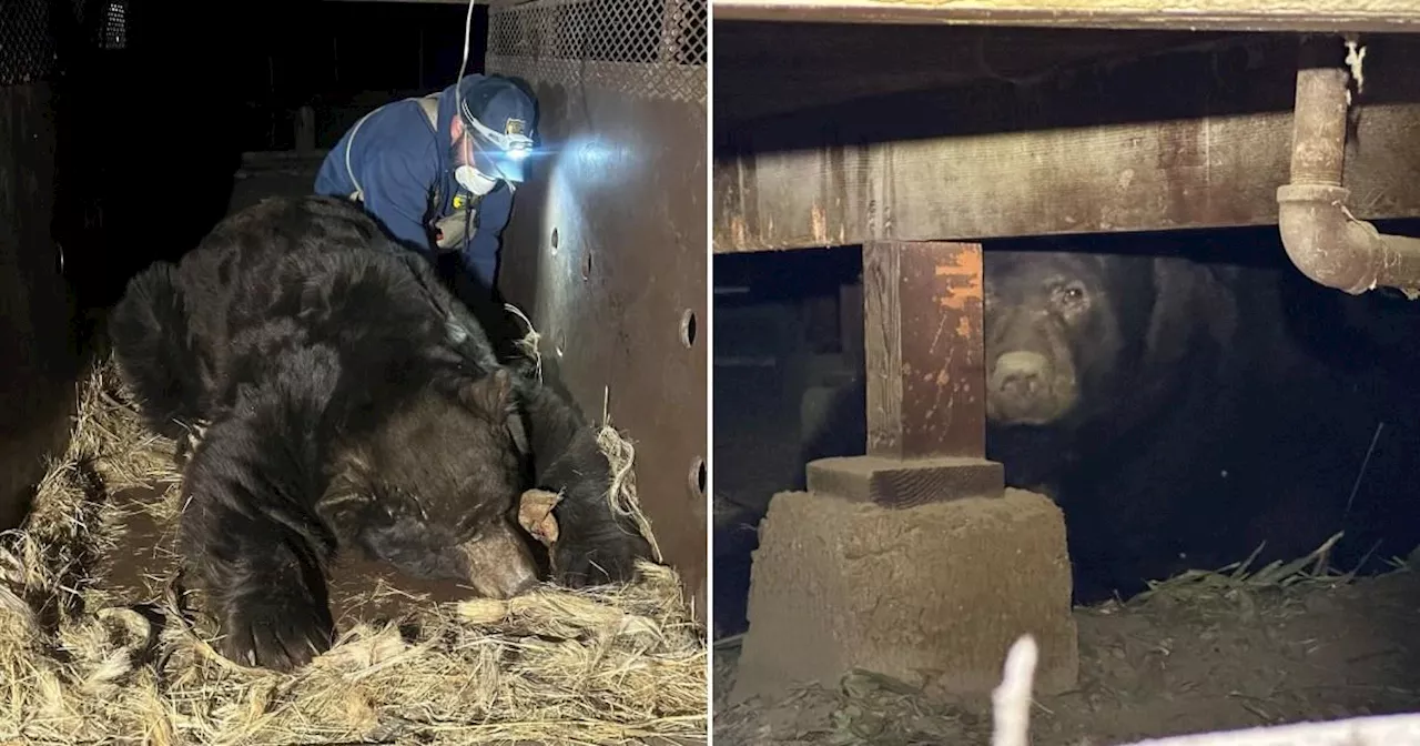 Eaten fire survivors find a 525lb black bear hiding in their crawlspace