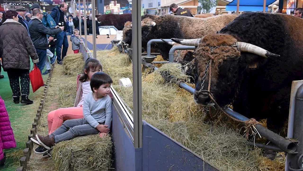 Salon de l’agriculture 2025 : l’Aveyron 'remonte' en force à Paris pour la 61e édition