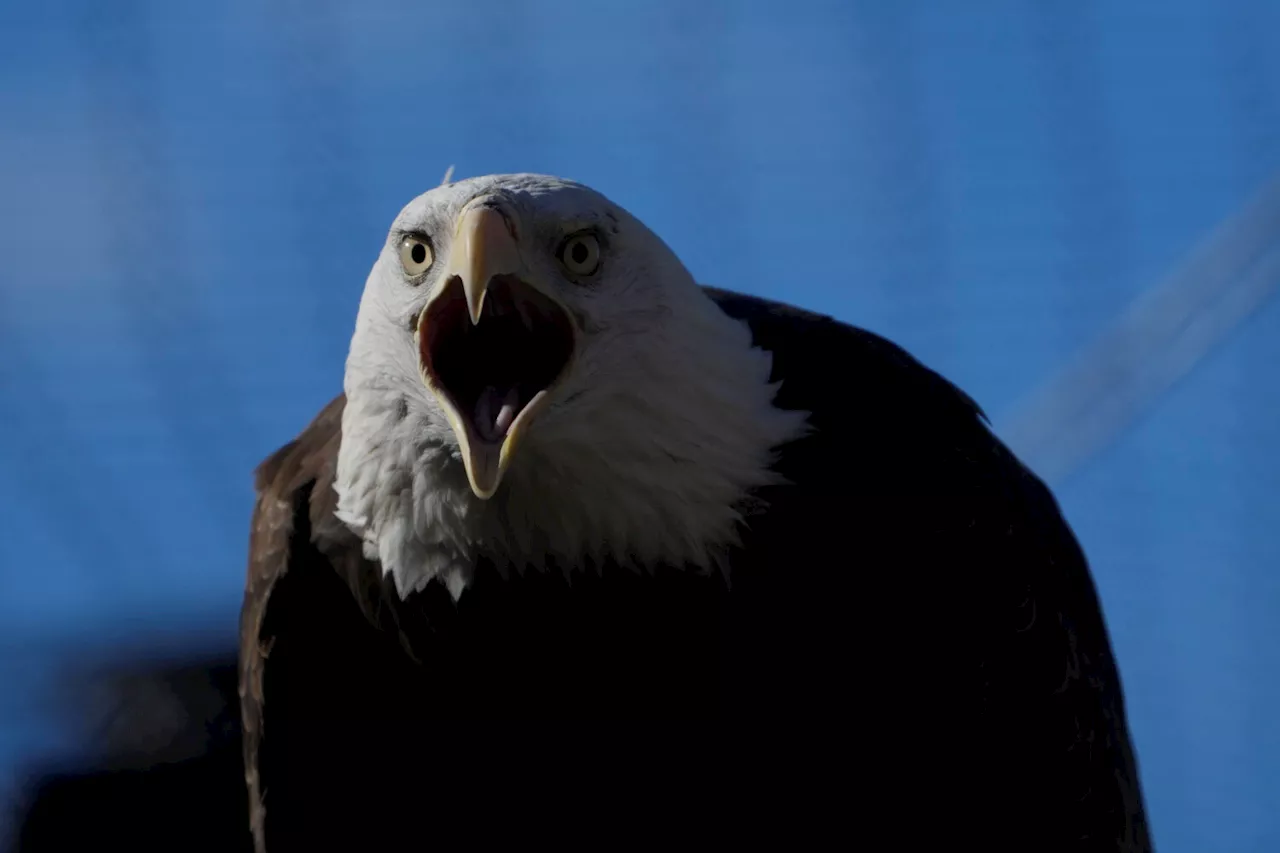 Bald Eagle Soars Back to Environmental Prominence