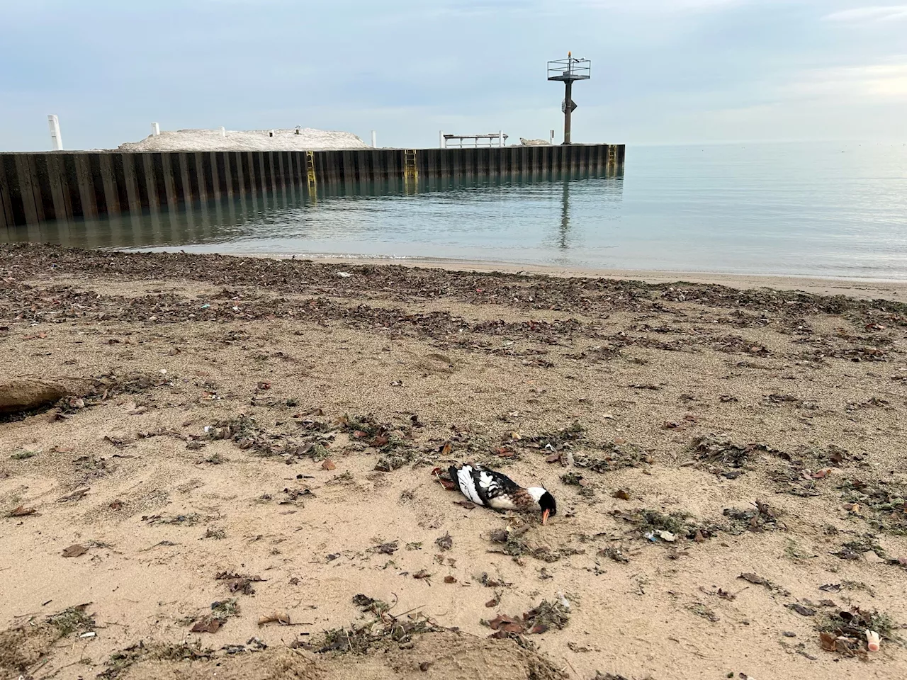 Hundreds of Mergansers Found Sick or Dead Along Lake Michigan, Bird Flu Suspected