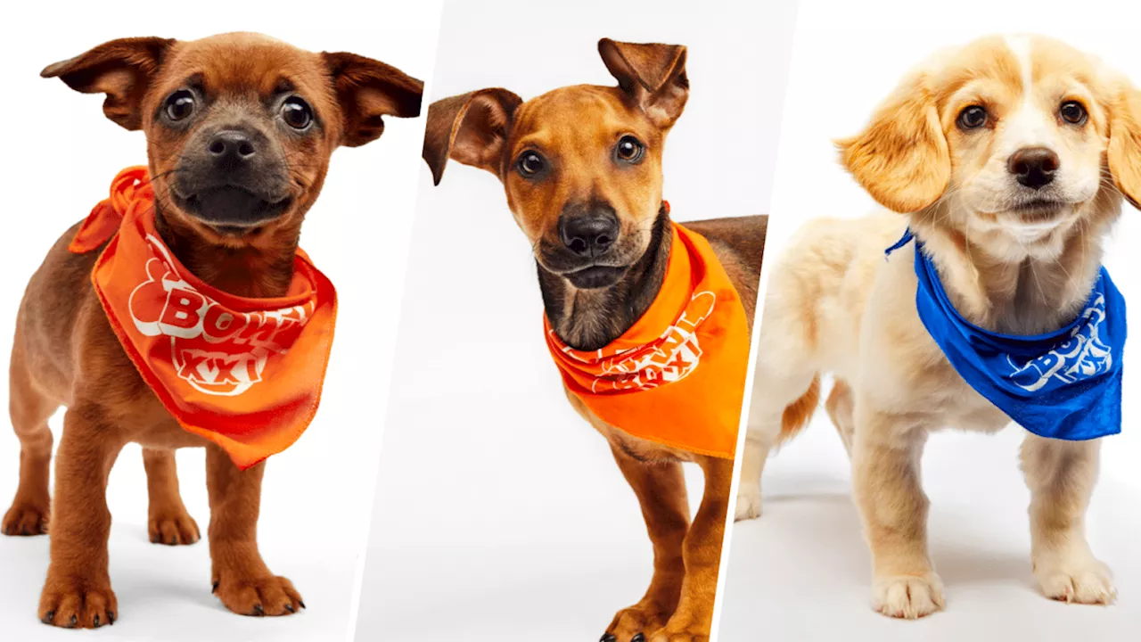 Local Puppies to Compete in Puppy Bowl XXI