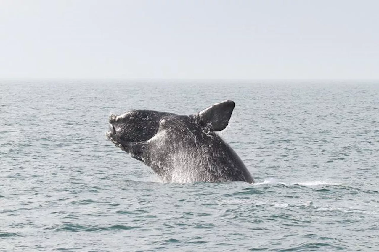 Endangered whale species' fishing gear entanglement protections restored