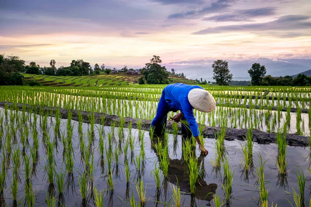 Rice variant slashes planet-warming methane emissions by 70 per cent