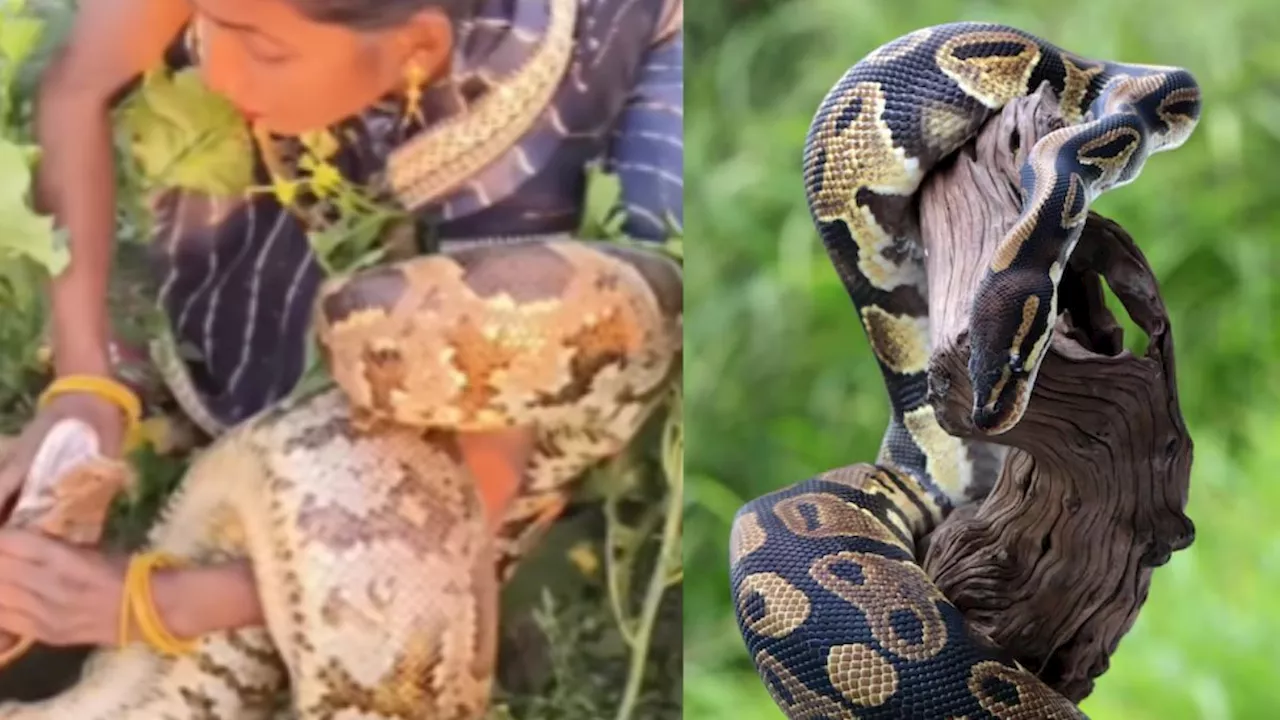 Python Viral Video: महिला ने एक झटके में पकड़ लिया विशाल अजगर, सामने आया ये वीडियो