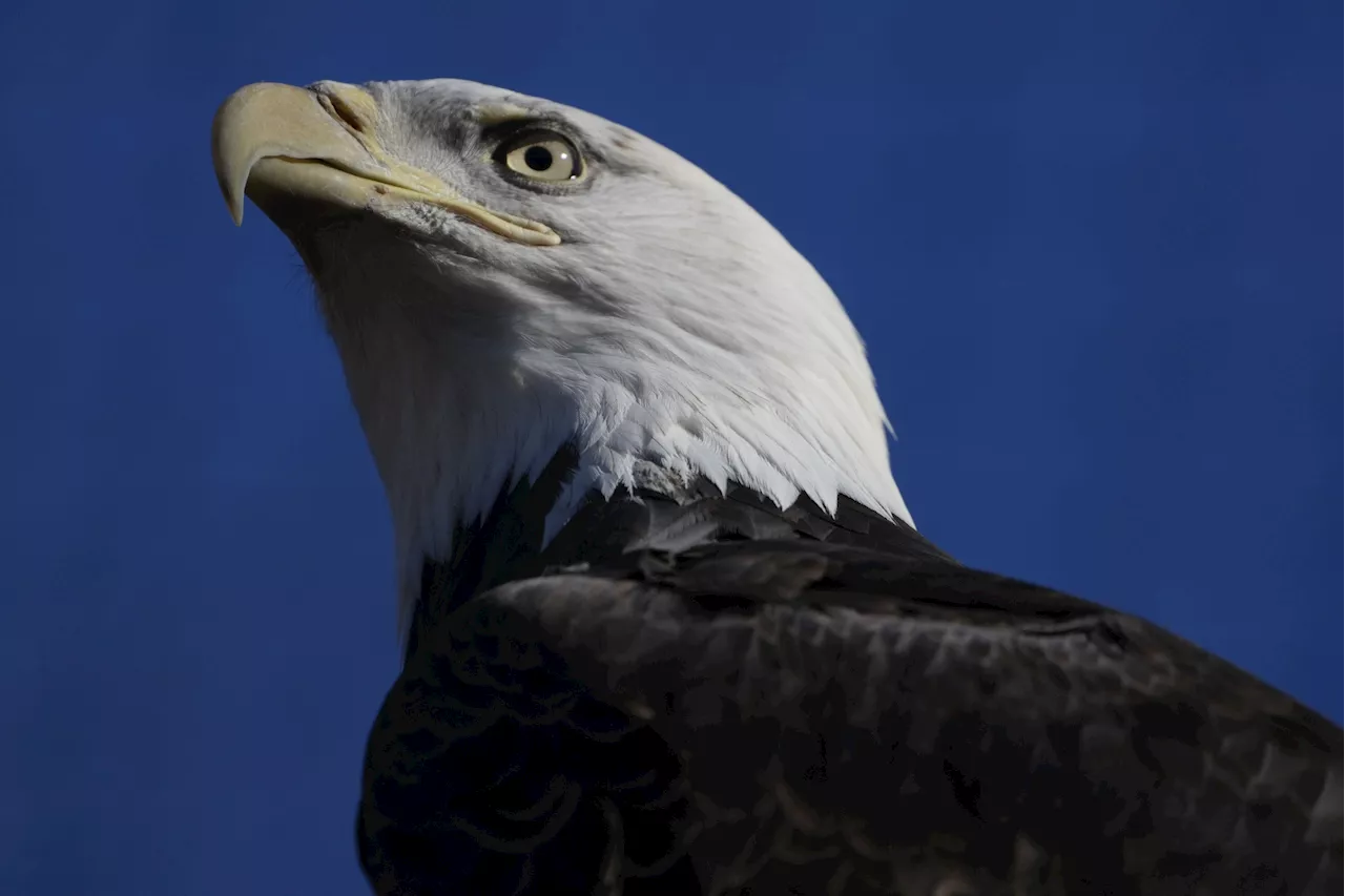 Bald Eagle Makes Comeback in the United States