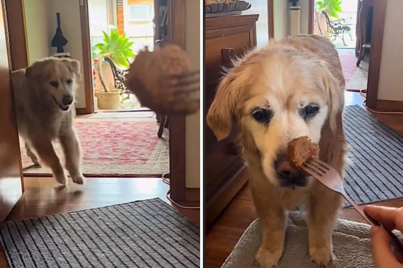 Senior Dog's Adorable Reaction to Steak Treat Melts Hearts on TikTok