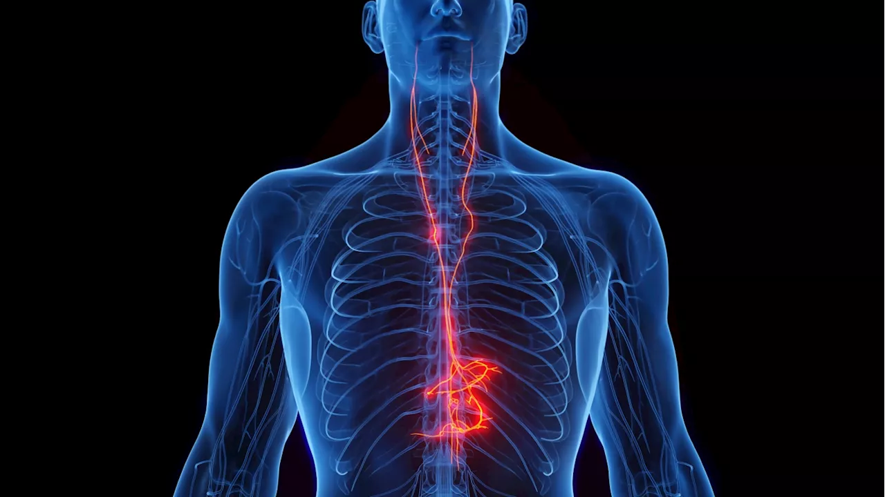 Electrical Pulses on Vagus Nerve Show Promise in Treating Autoimmune Diseases