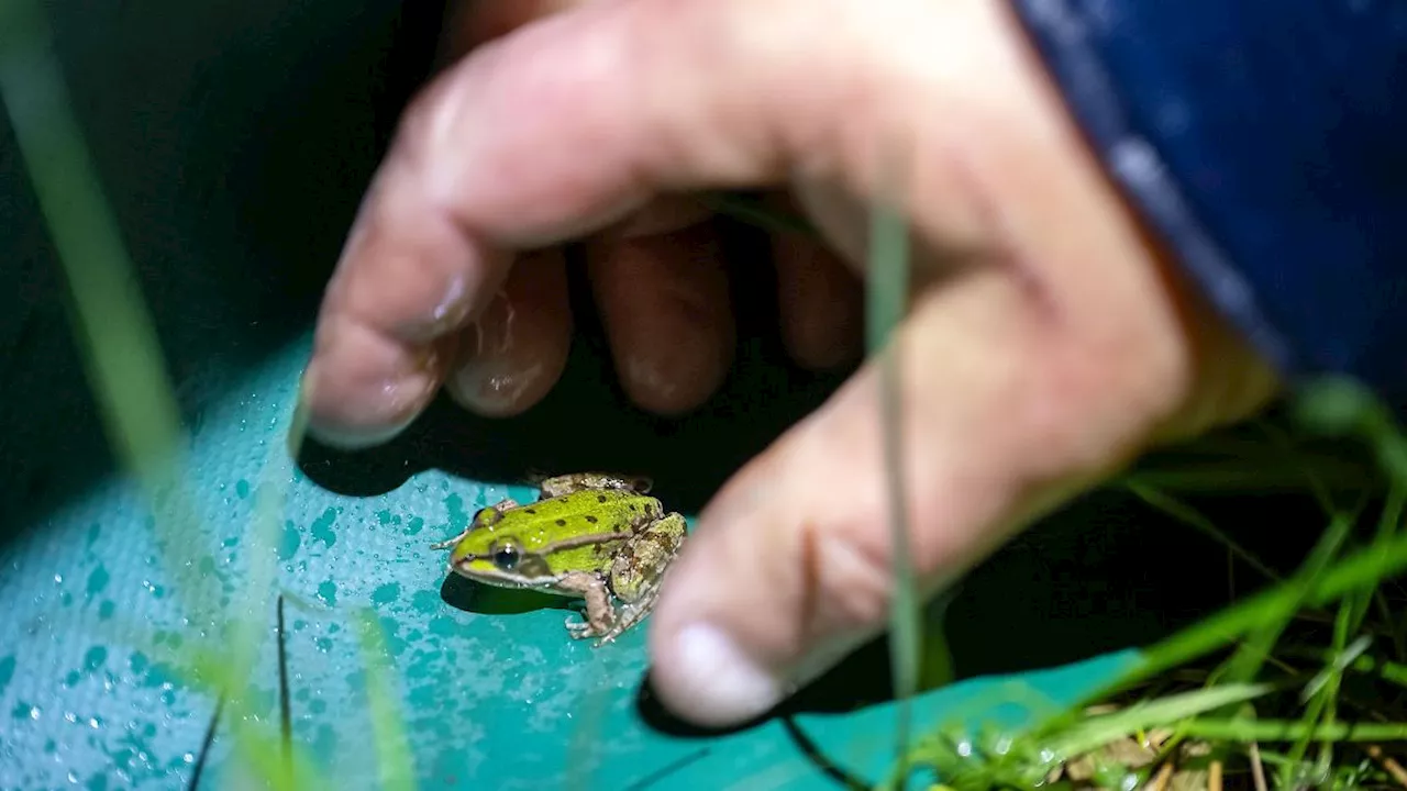 Baden-Württemberg: Frage der Temperatur - Amphibien stehen vor der Wanderung