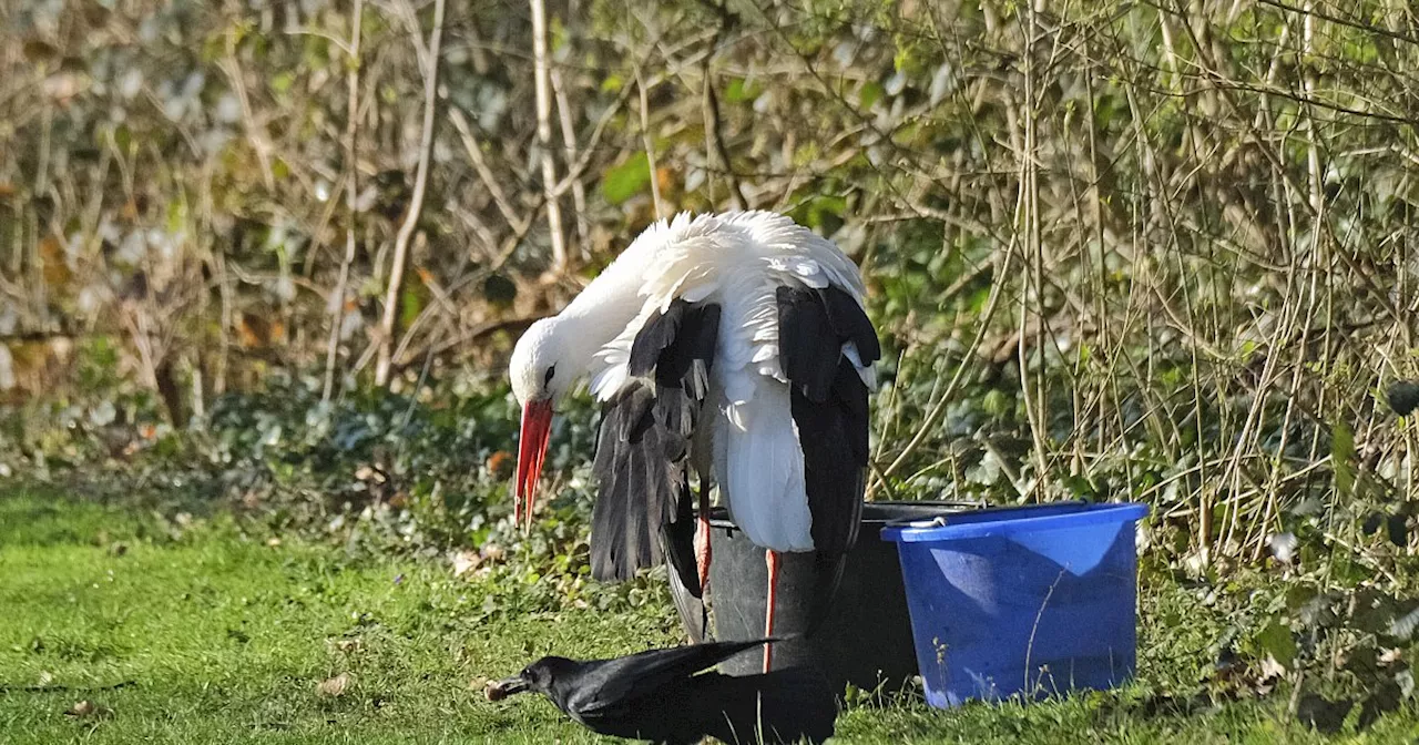 Bekannter Bielefelder Storch „Frau Meier“ ist tot: War es doch ein Hund?