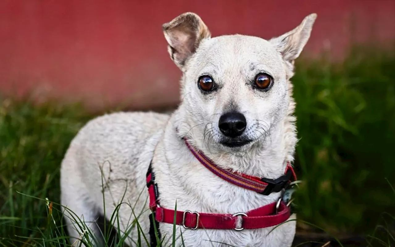 East Bay pets of the week for Feb. 7