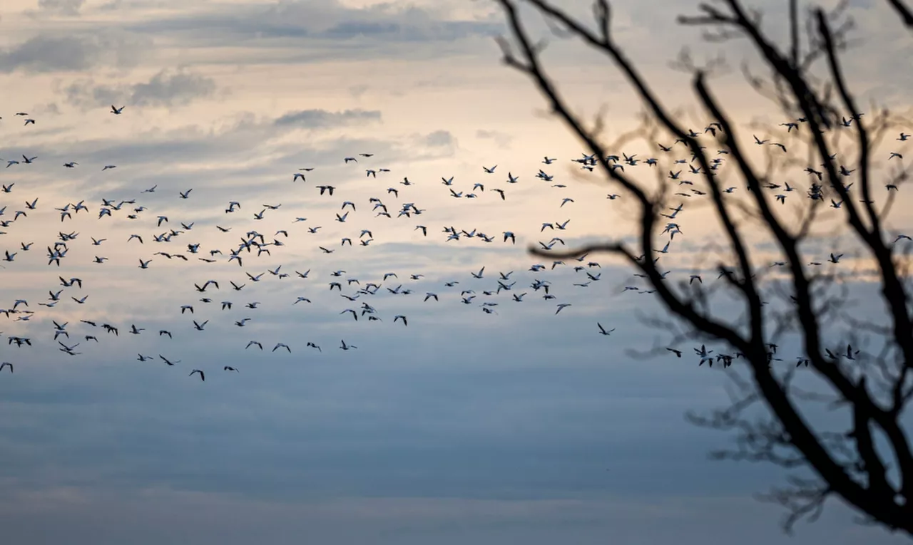 Bird Flu Threatens Pennsylvania Wildlife and Public Health