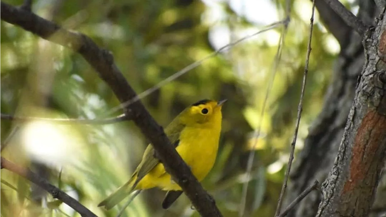 El Charco del Ingenio ofrece recorridos de observación de aves en San Miguel de Allende