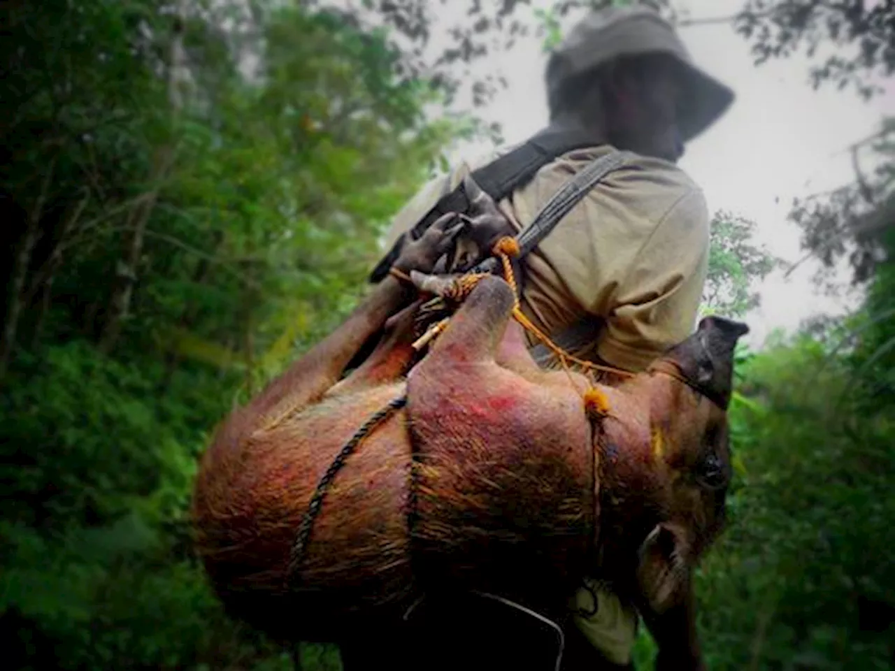 The hunt for ‘baboy damo’: Leyte’s hunters and their prey