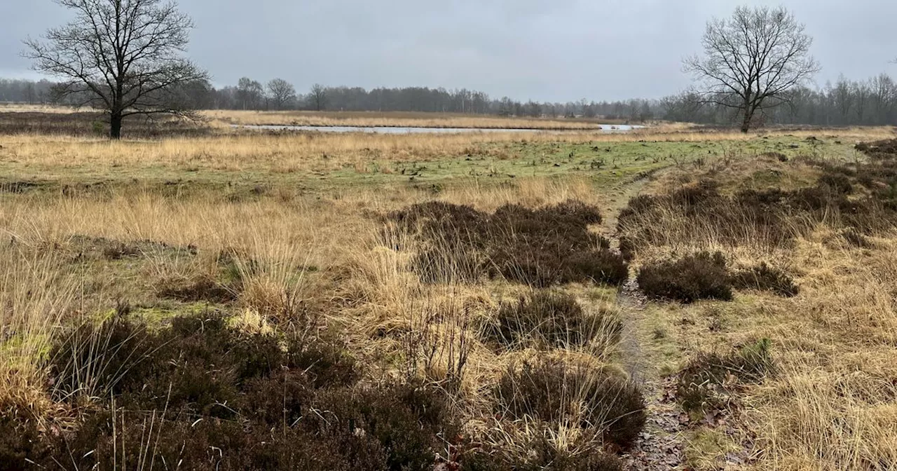 Veenmos in Fochteloërveen bezwijkt onder pijpenstrootje; wetenschap moet redding bieden