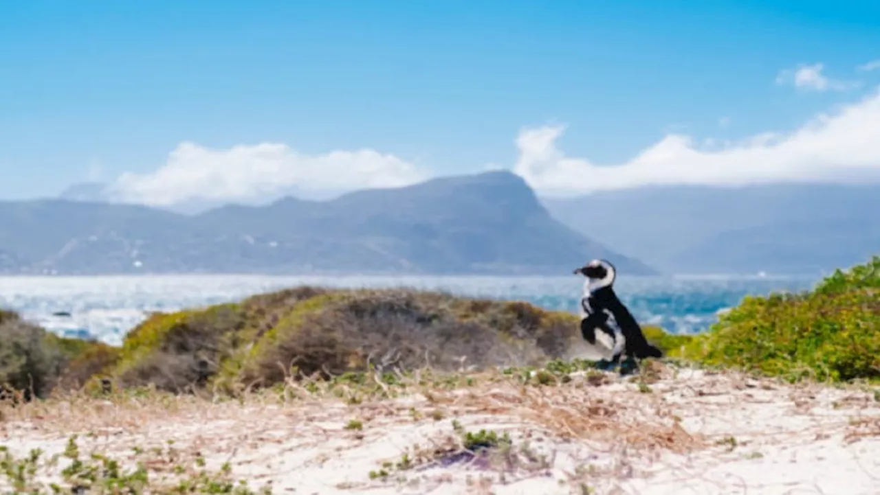 Cape Town International Airport Sees Record Traffic Surge with Focus on Air Access and Tourism Growth