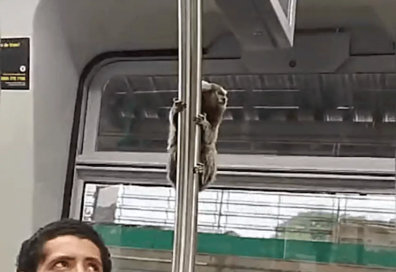 Passageiro inusitado: sagui é flagrado em trem de São Paulo