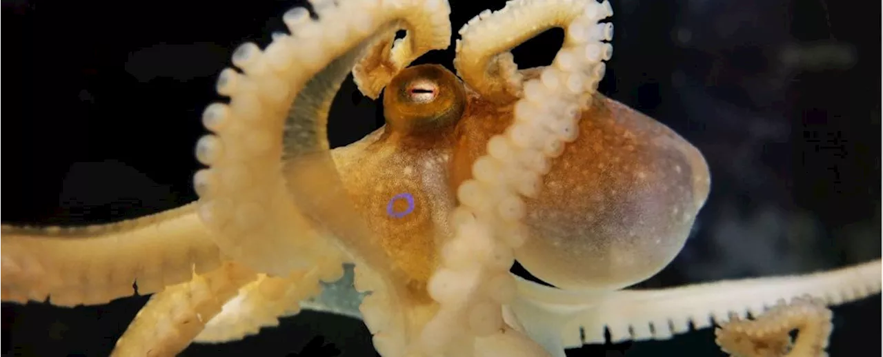 Octopus Sex Determination: Ancient Chromosomes Reveal Secrets of Cephalopod Reproduction