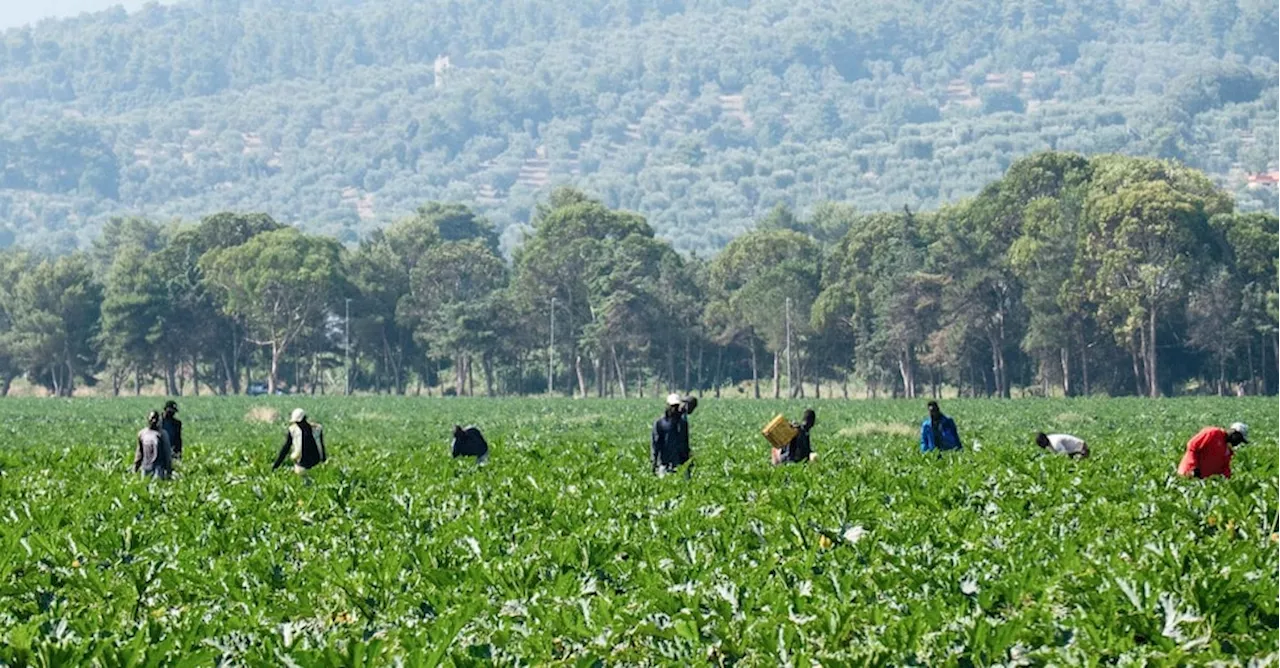 36 arresti in Campania per immigrazione clandestina tramite Decreto Flussi