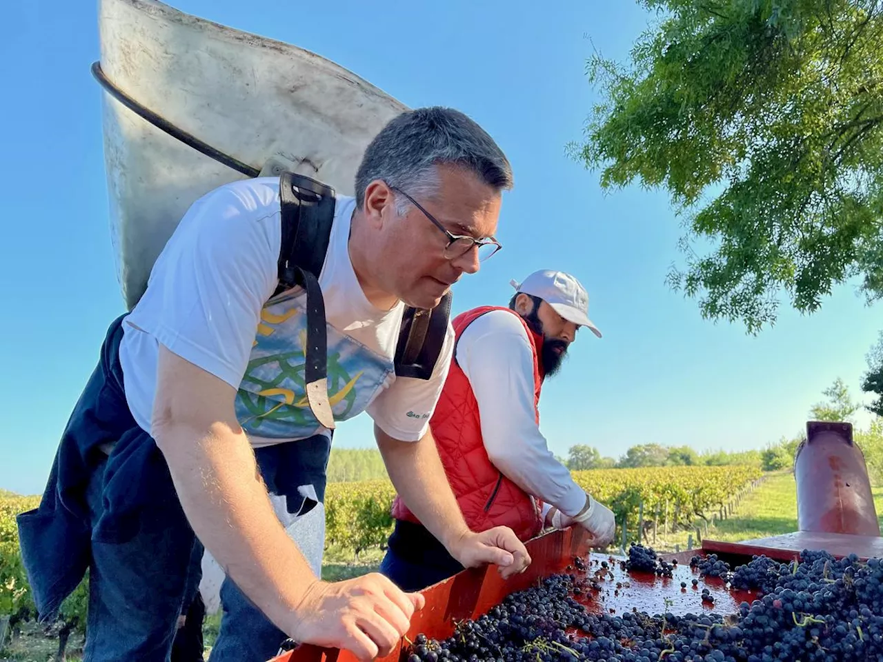 Crise viticole en Médoc : « Nous n’avons pas de solutions générales », déplore la maire et viticulteur Dominique Fédieu