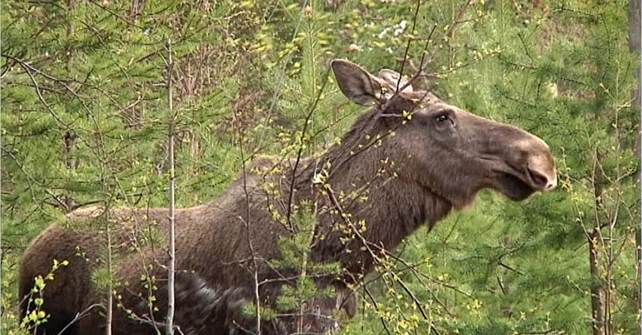 LRF kritisk mot Naturvårdsverkets nya förslag till älgförvaltning