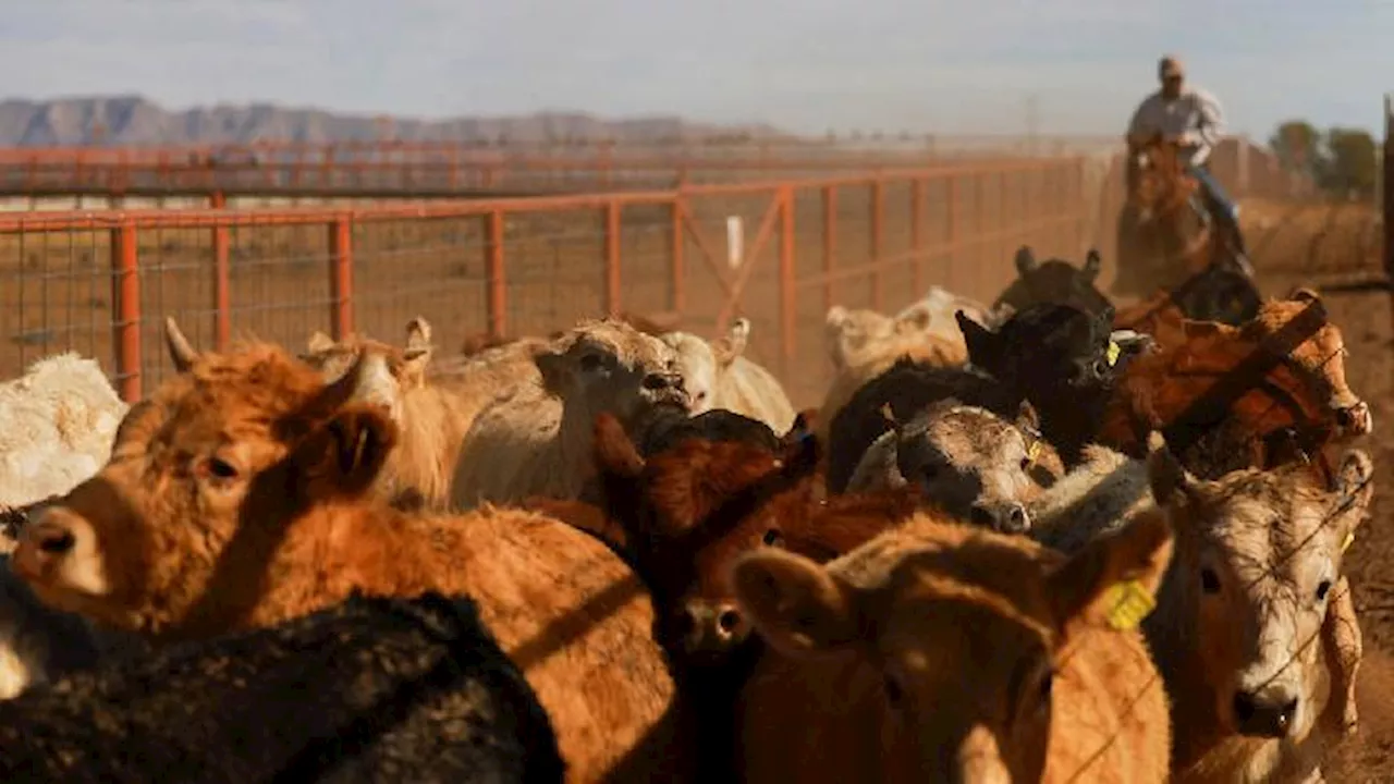 Izin Impor Daging Sapi Tertahan, Swasta Kecewa, Pemerintah Ingin Alihkan ke BUMN