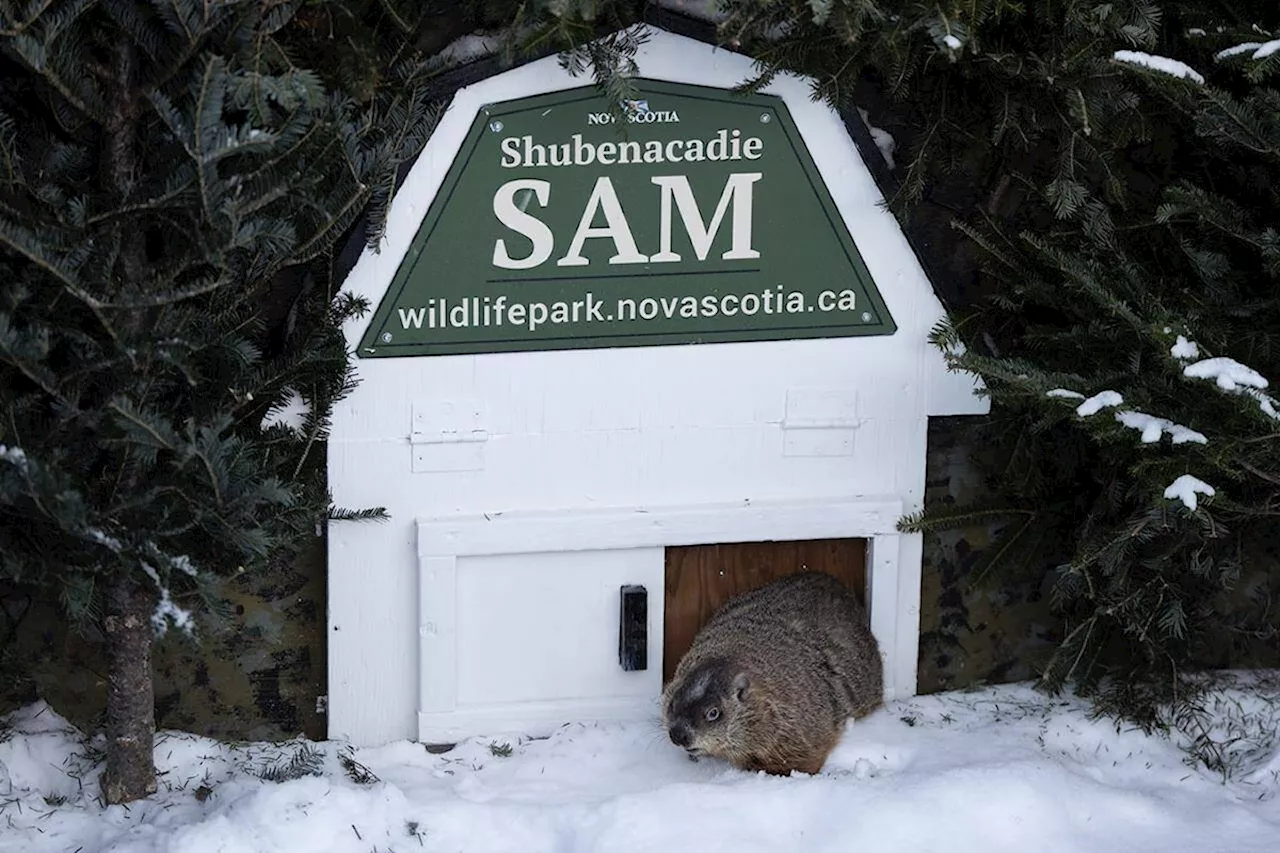 Canada's Groundhogs Deliver Mixed Spring Forecasts