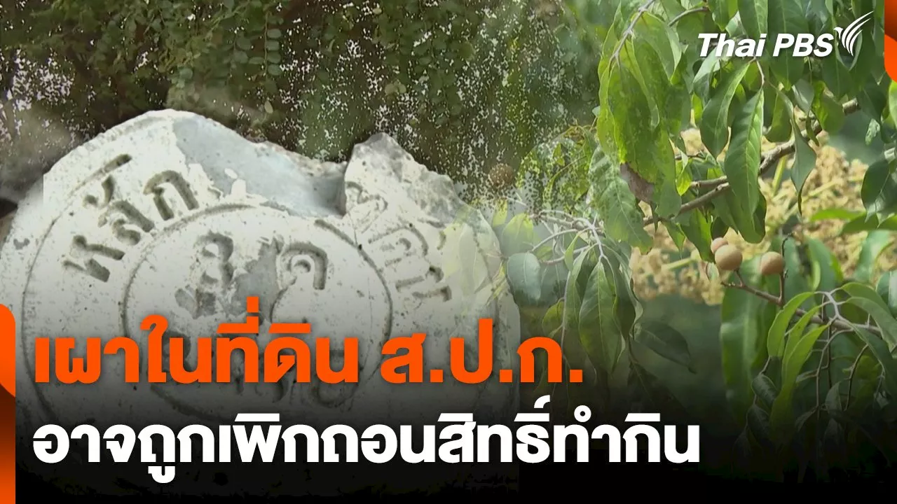 เผาในที่ดิน ส.ป.ก. อาจถูกเพิกถอนสิทธิ์ทำกิน จับตารอบทิศ 3 ก.พ. 68.mp4