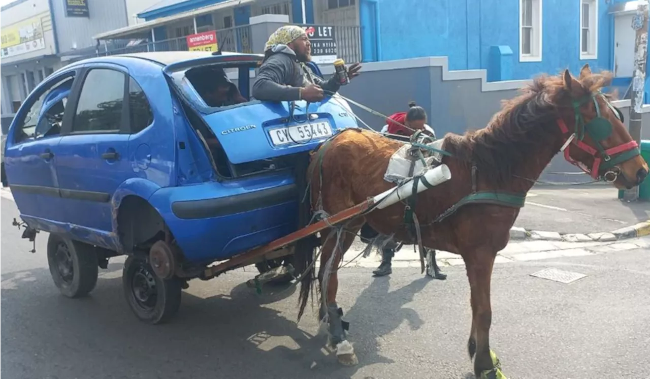 SPCA Rescues Pony from Abhorrent Cruelty