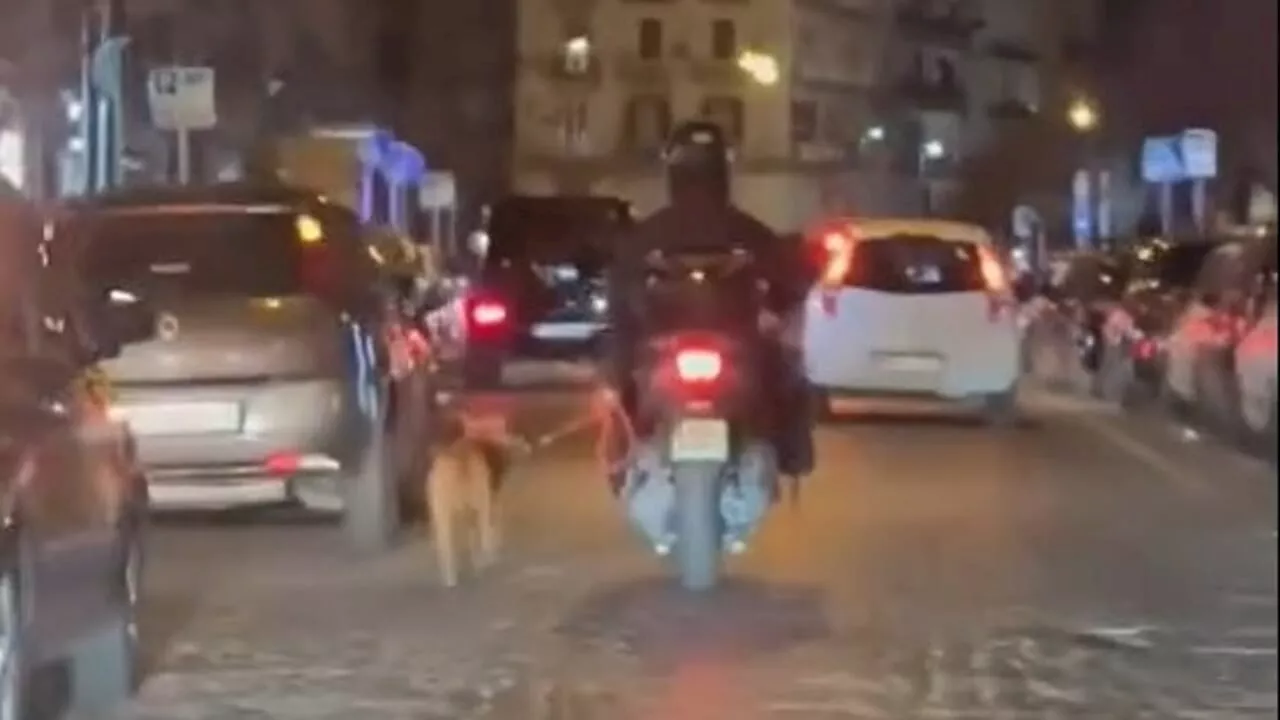 Cane trascinato per chilometri legato a uno scooter a Carbonara di Nola