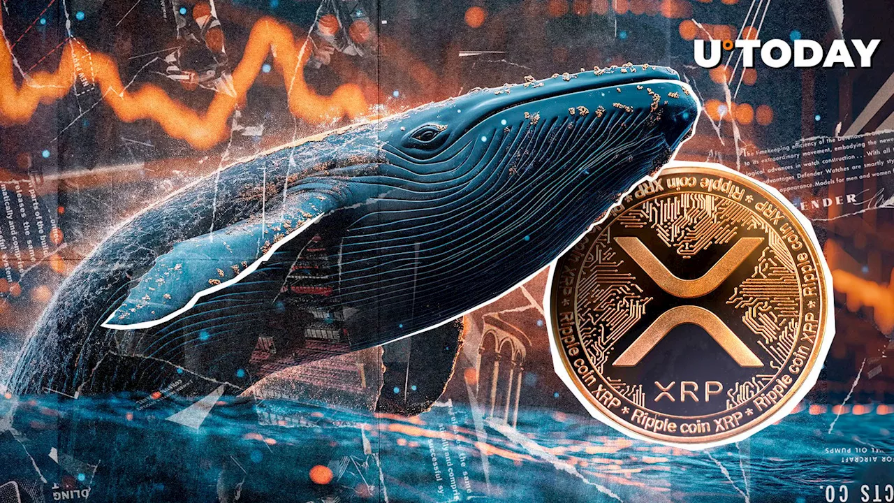 XRP's On-Chain Data Suggests Whales Remain Calm Amidst Price Collapse