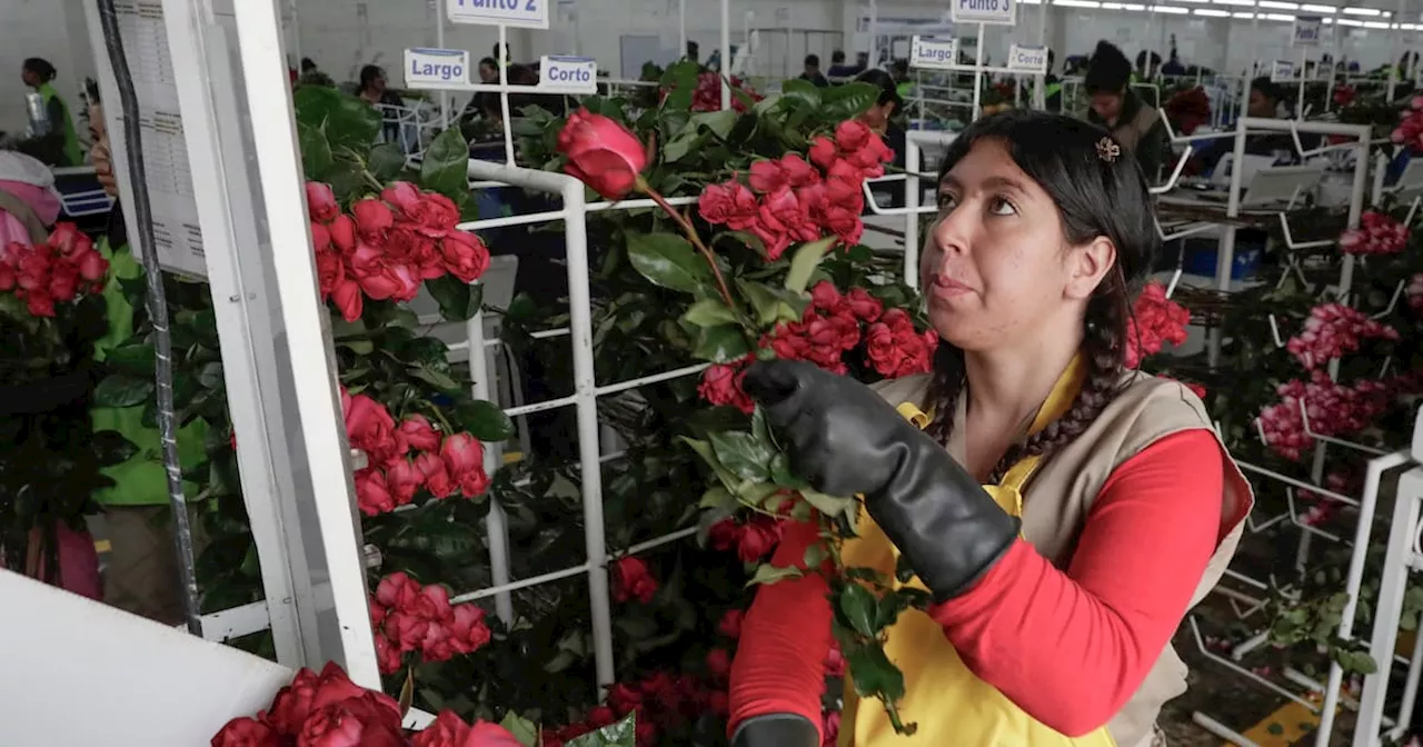 Pese a tensiones, las flores colombianas conquistan San Valentín en EE.UU.