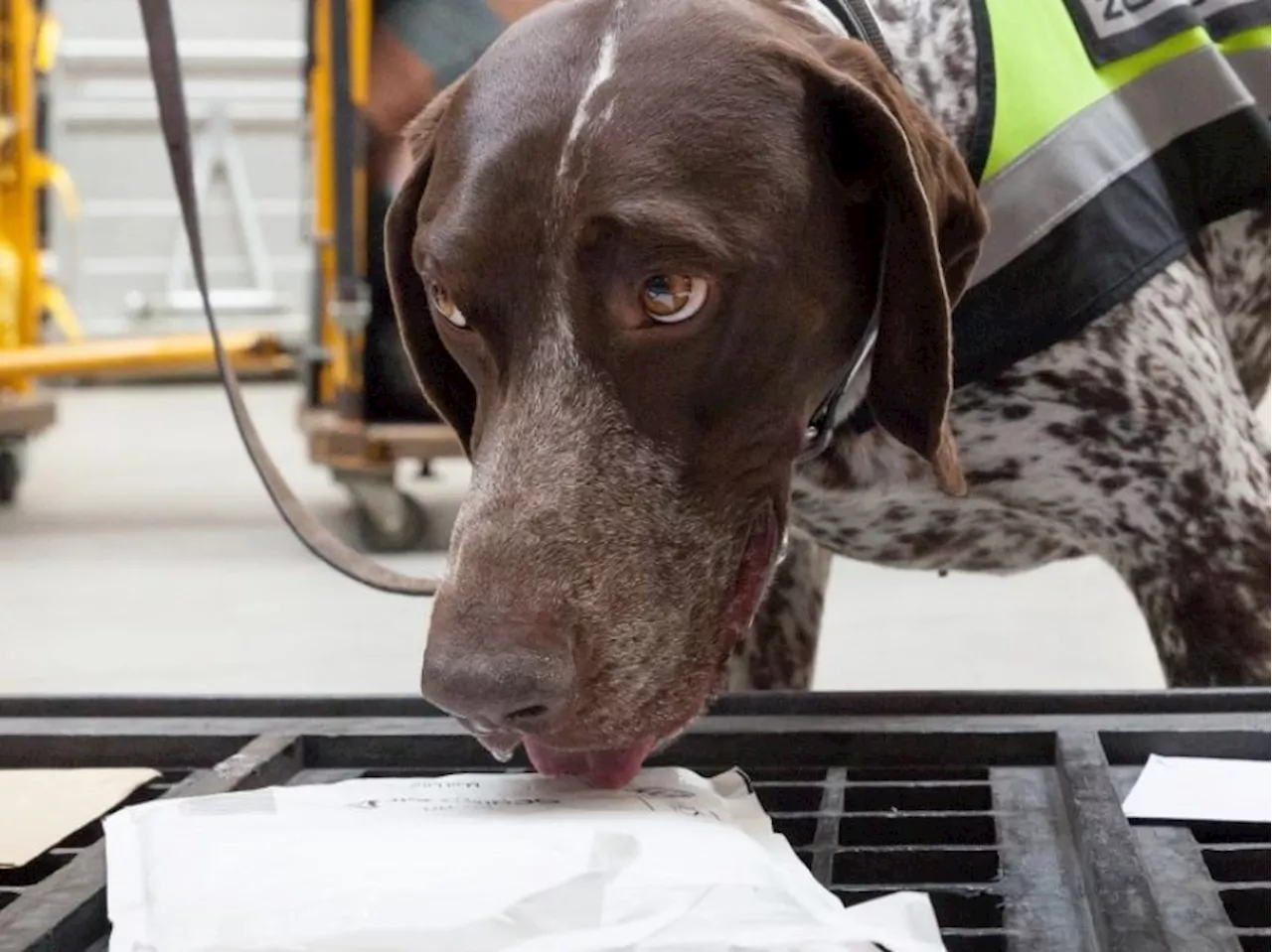 Zollhunde erzielen vier spektakuläre Drogenfunde in Österreich