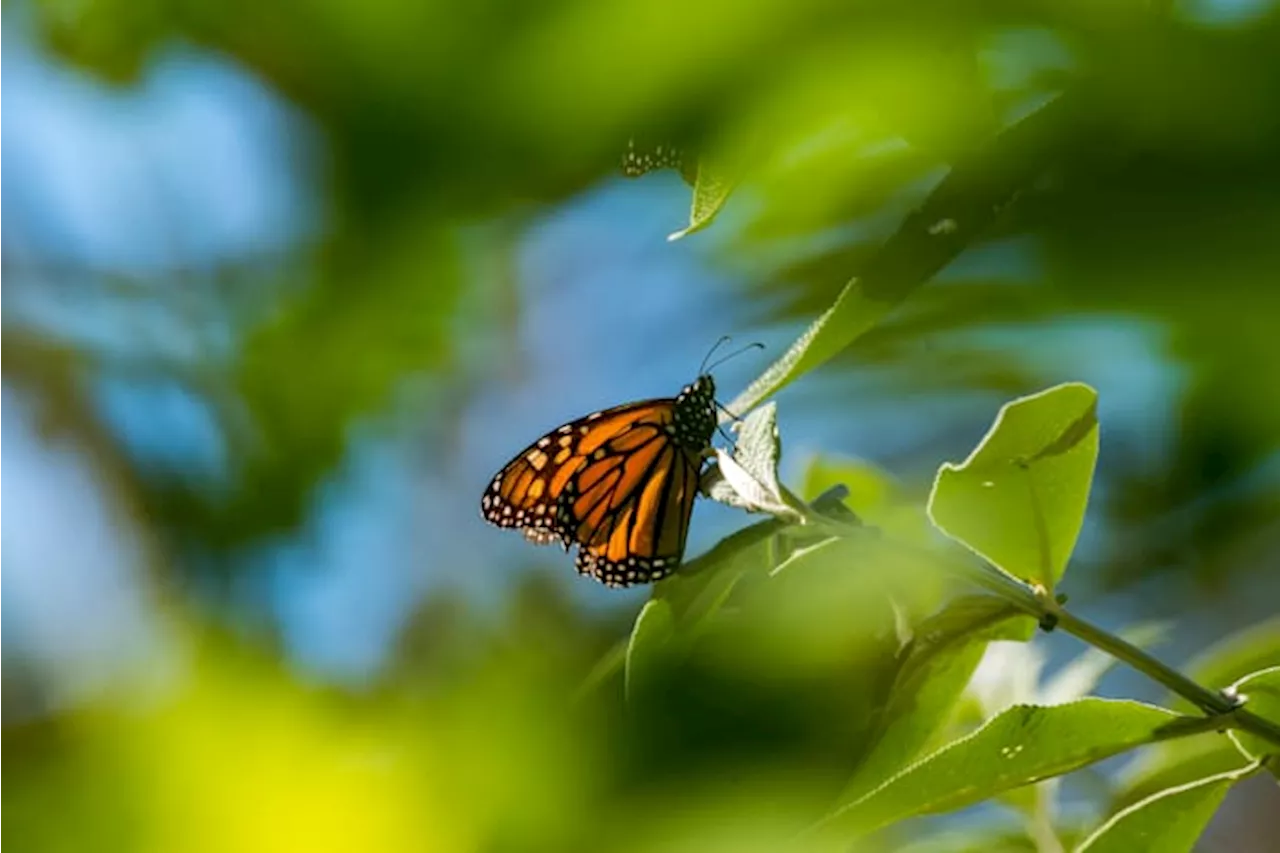 Western Monarch Butterfly Population Plummets to Second-Lowest in Nearly Three Decades