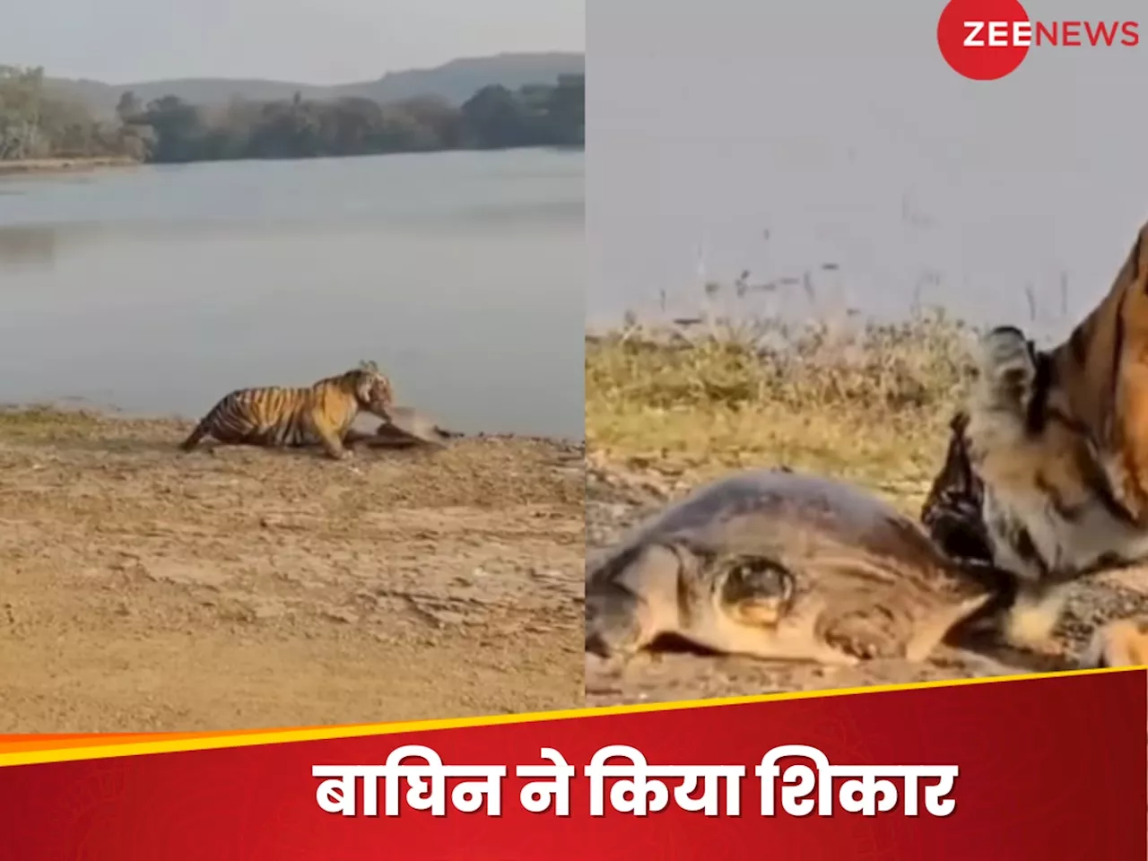 Viral Video: धूप में लेटे हुए कछुए को बाघिन ने किया शिकार, रणथम्भौर में देखा गया हैरान कर देने वाला नजारा