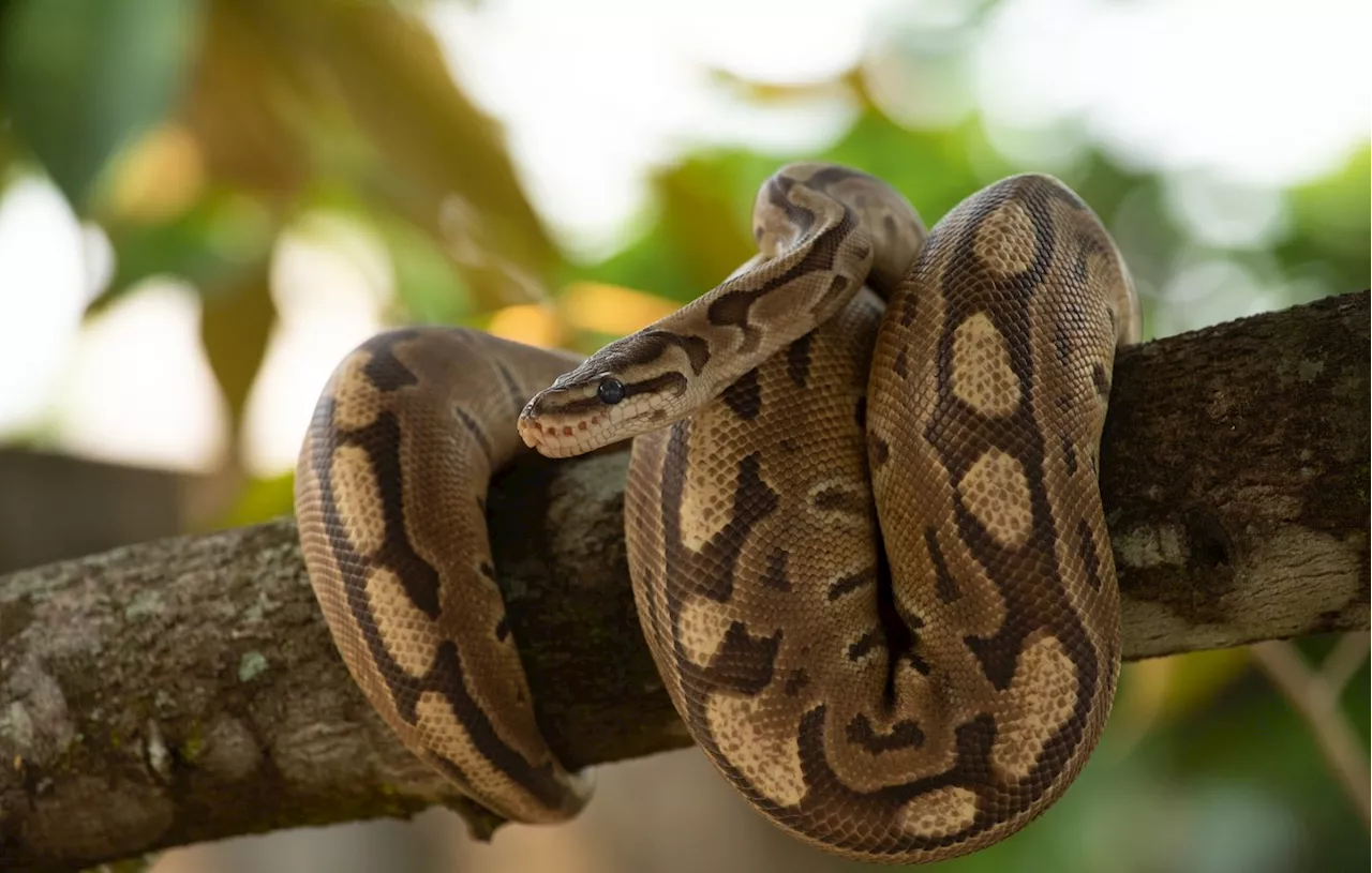 Les Pythons : Serpents Préhistoriques et Chasseurs Avertis