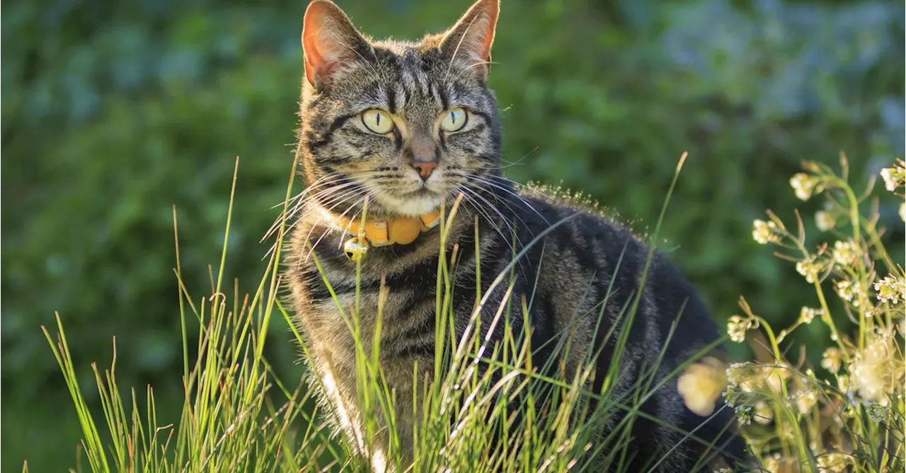 Scotland Denies Banning Cats Despite Threat to Wildlife Report