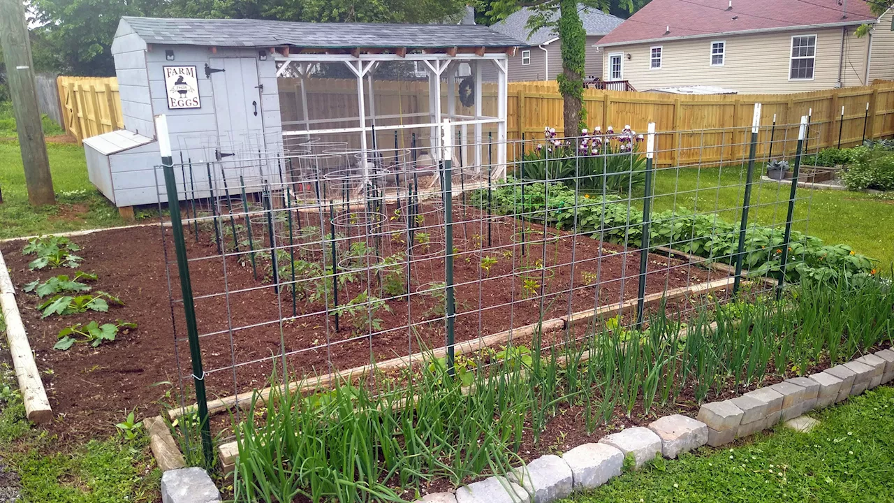 Backyard Chickens: A Costly and Risky Alternative to Store-Bought Eggs