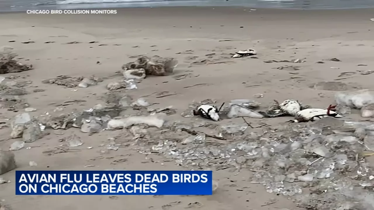 Dead Birds Wash Up on Lake Michigan Beaches, Sparking Bird Flu Fears