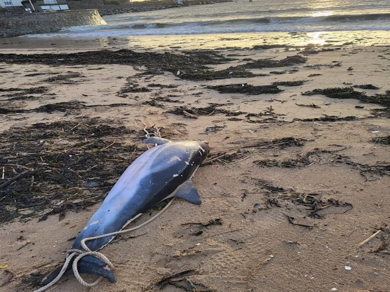 Un phoque et 7 dauphins retrouvés échoués sur les plages de la Presqu’île de Guérande